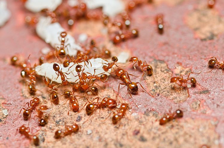 Якщо чекати немає можливості, пропонуємо розібратися, чим труїти мурах в будинку, щоб вони зникли якнайшвидше