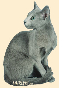 Російська блакитна кішка відрізняється від інших короткошерстих порід більш витонченим будовою тіла, вузьким черепом і клиноподібної головою