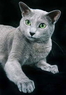 Тіло російської блакитної кішки середнього розміру, довге, мускулисте і граціозна